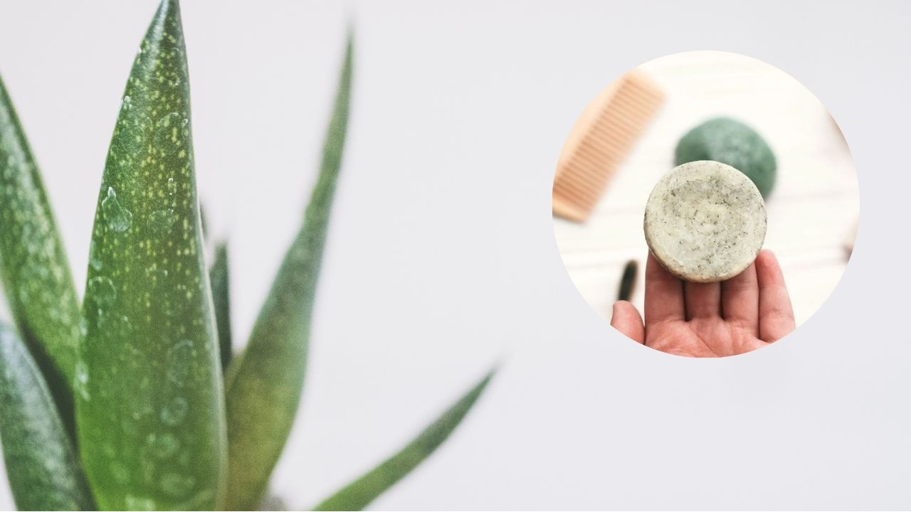 shampoo solido aloe vera