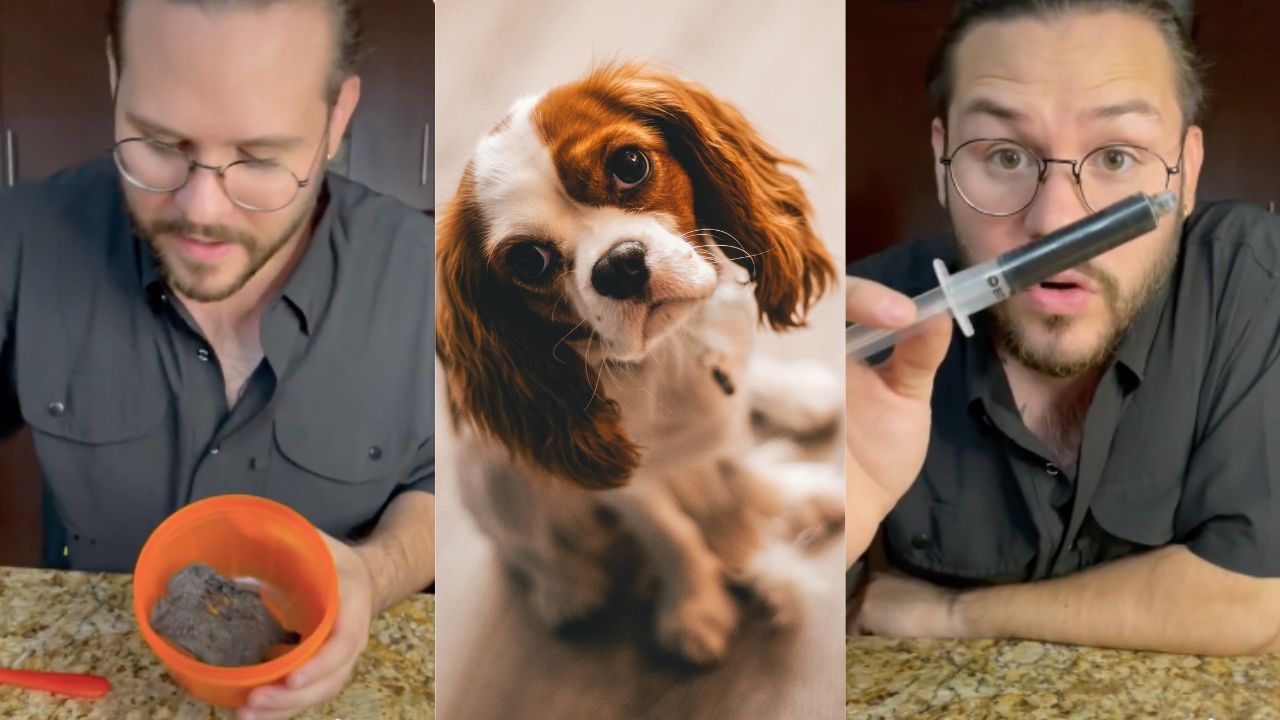 tortilla en caso envenenamiento perro