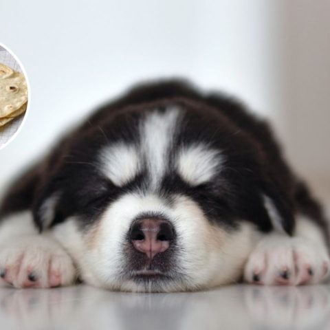 que hacer envenenamiento perro