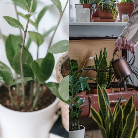 cuando regar y cuando pulverizar plantas