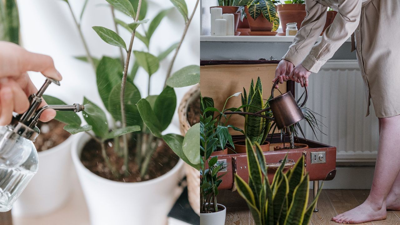 cuando regar y cuando pulverizar plantas