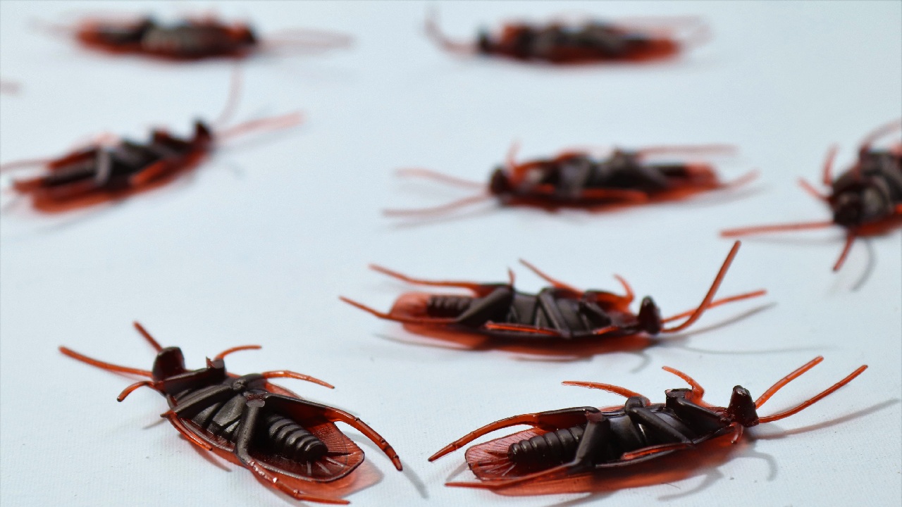 cuantas crias salen de huevo cucaracha