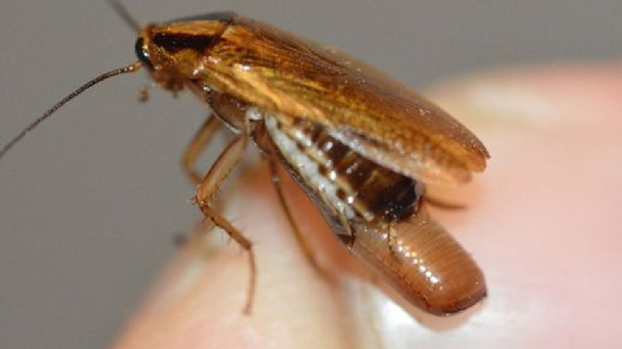 cuantos huevos pone cucaracha