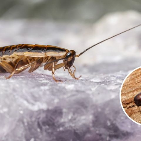 cuantas cucarachas salen de huevo