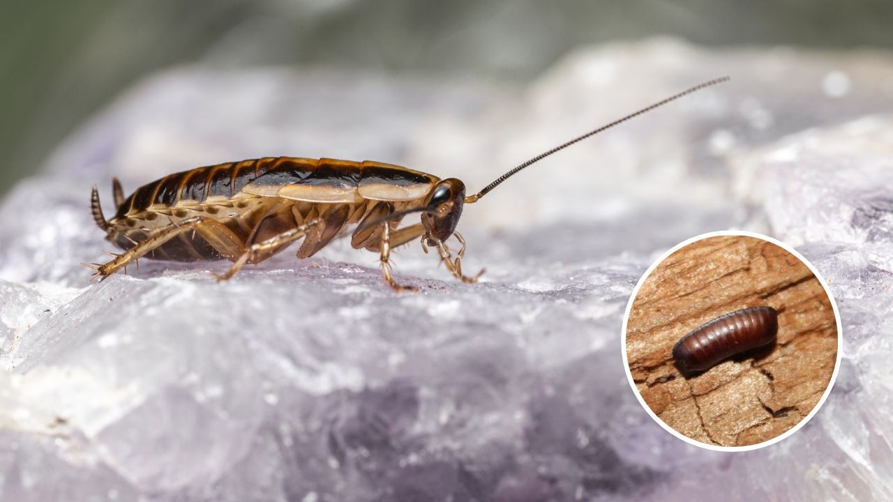 cuantas cucarachas salen de huevo