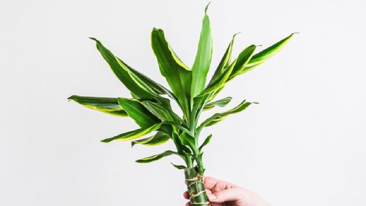 donde colocar palo de brasil