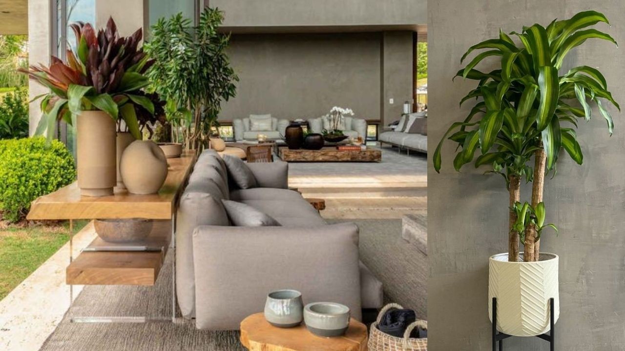 lugar para palo de brasil