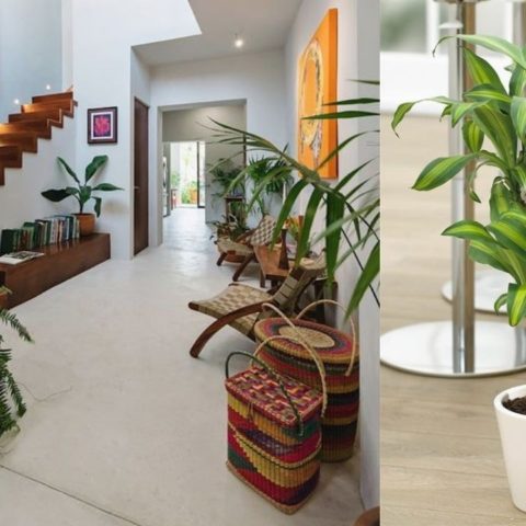 donde poner palo de brasil