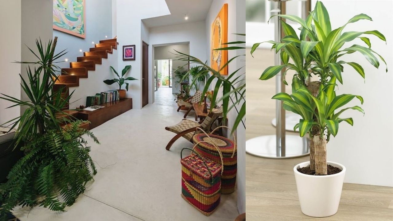 donde poner palo de brasil