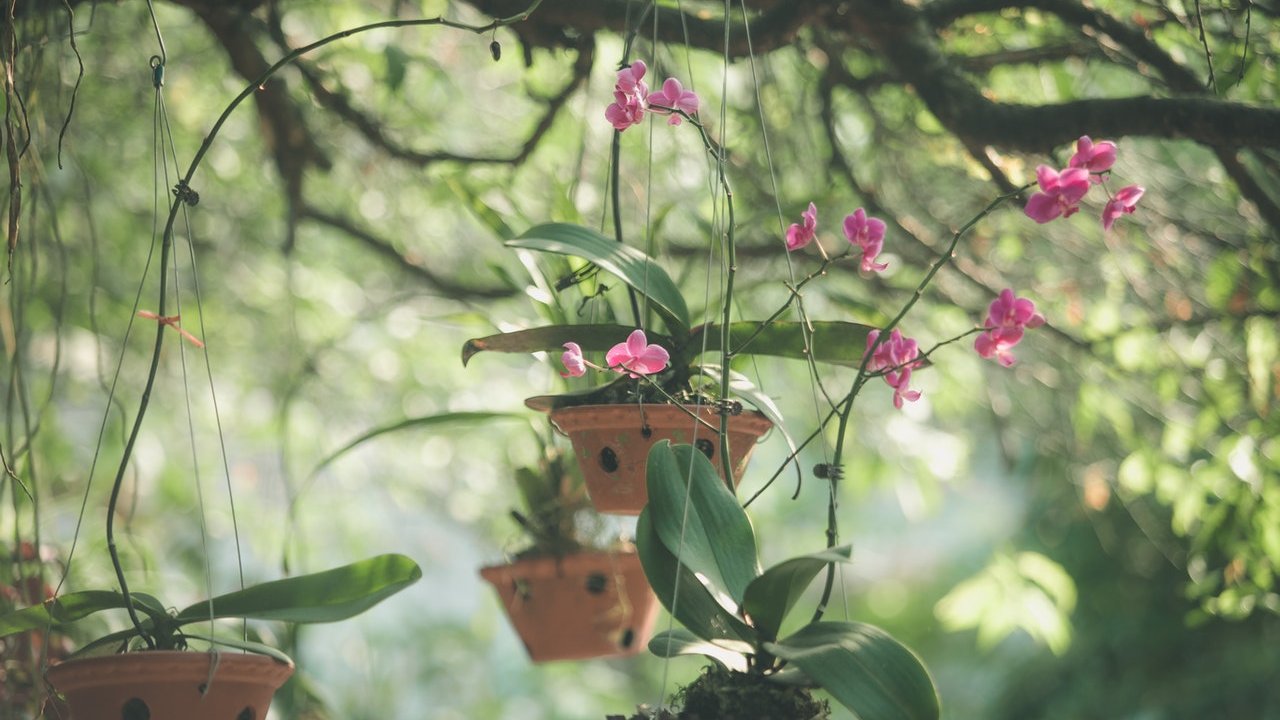 jardín de orquídeas