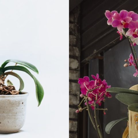 Duplica tus orquideas