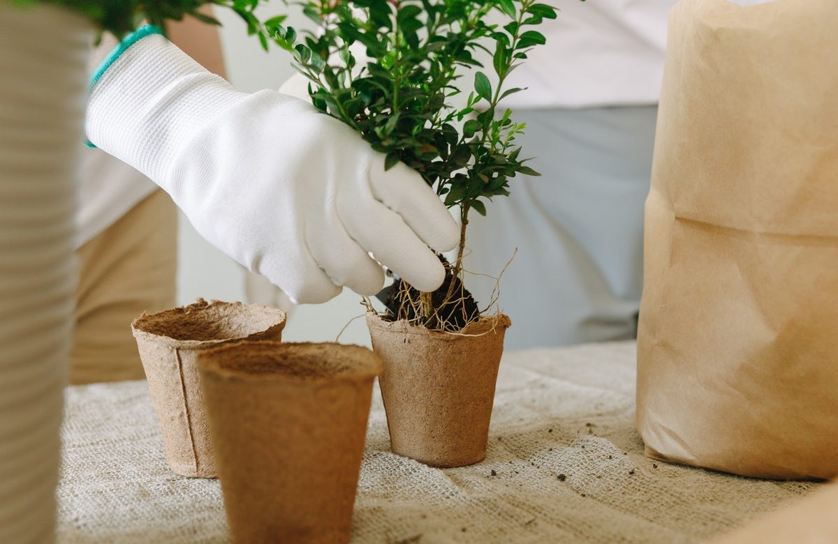 cuando trasplantar las plantas