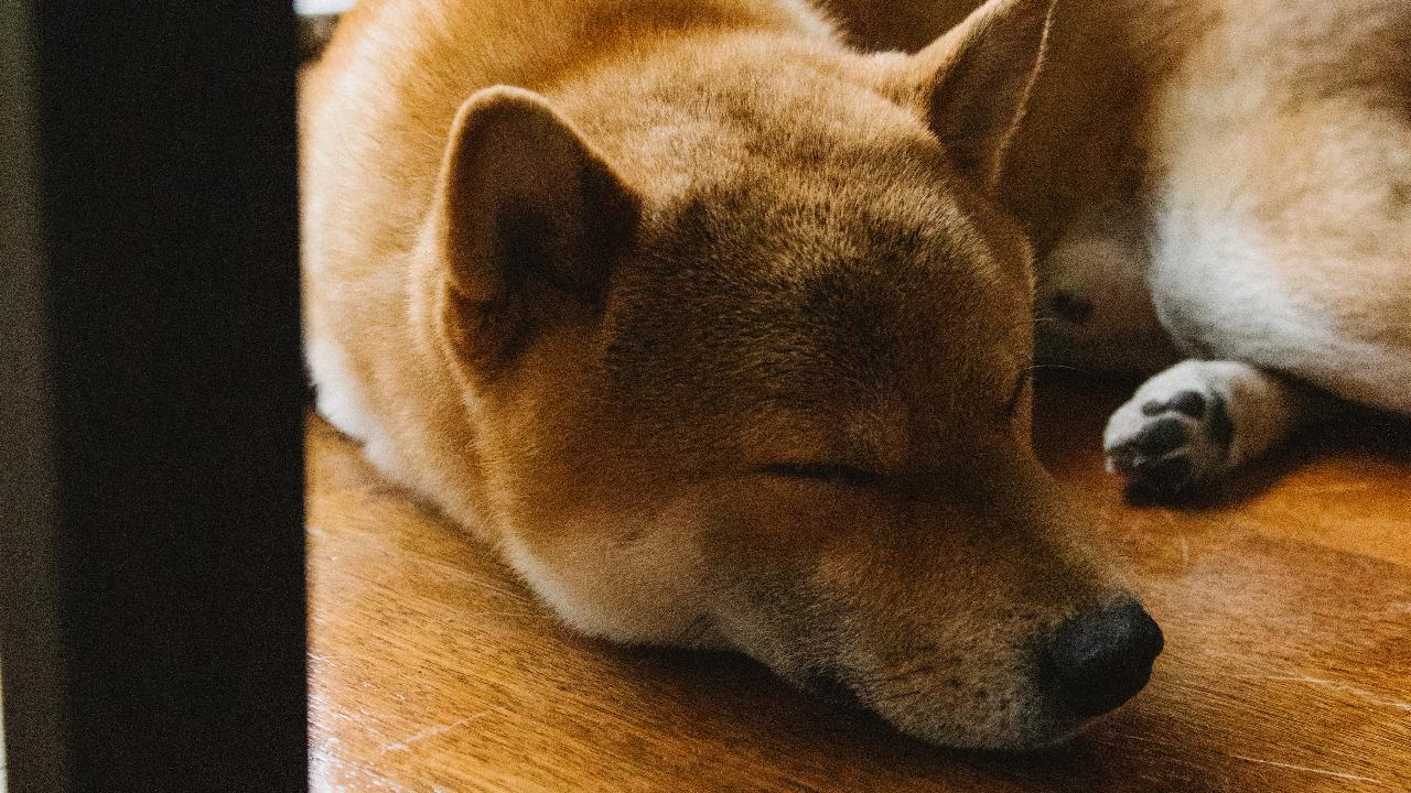 es bueno despertar perro