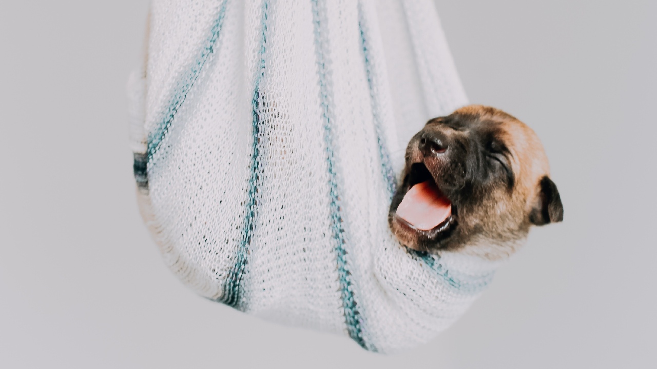 es malo despertar perro