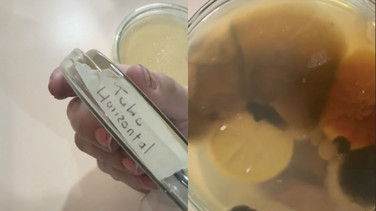 lugar con mas hongos metro cdmx