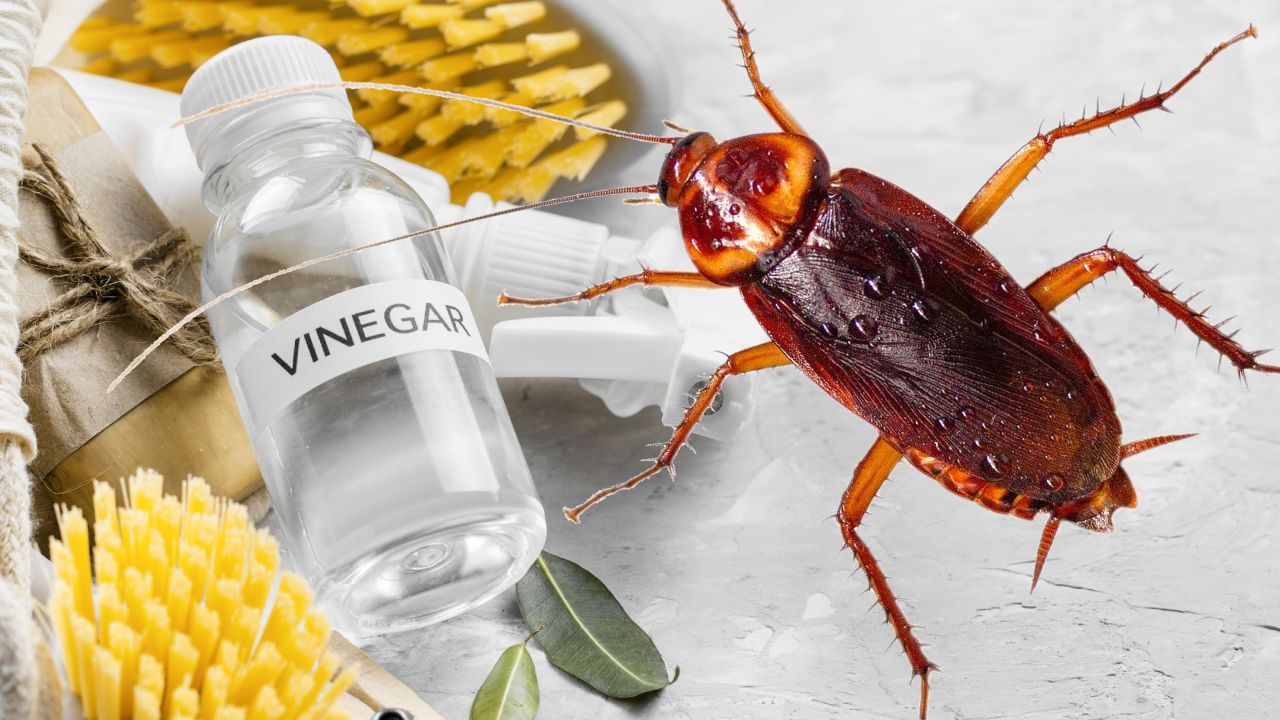 esto le pasa a las cucarachas con el vinagre