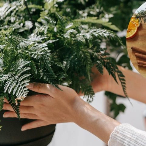 helechos se pongan verdes