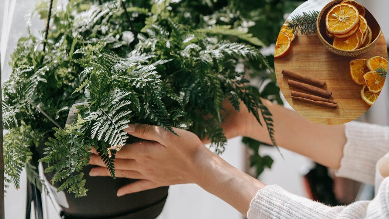 helechos se pongan verdes