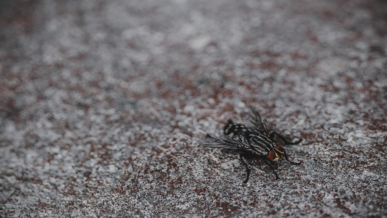 insecticida casero con jengibre moscas