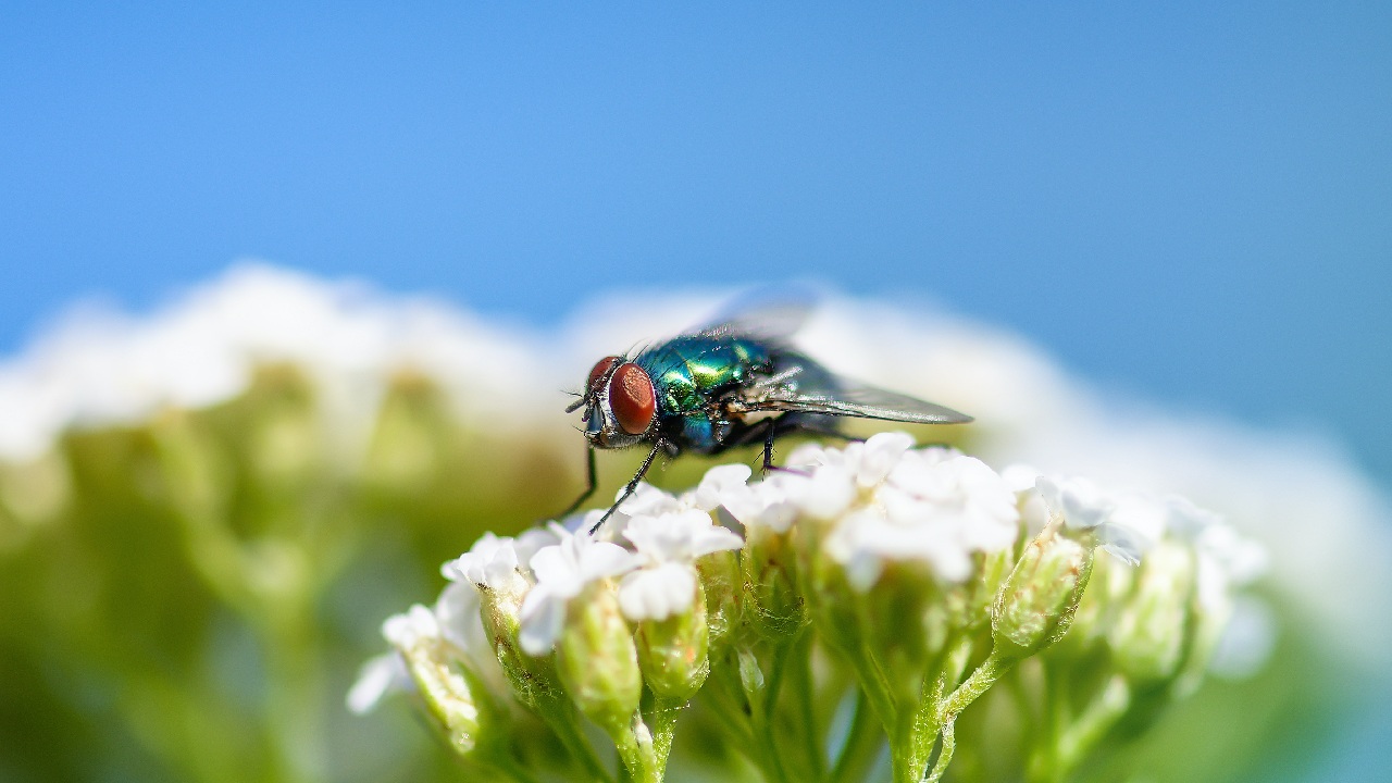 como hacer insecticida moscas