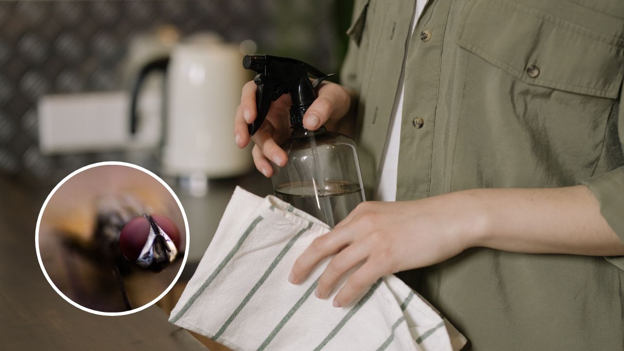 insecticida casero moscas