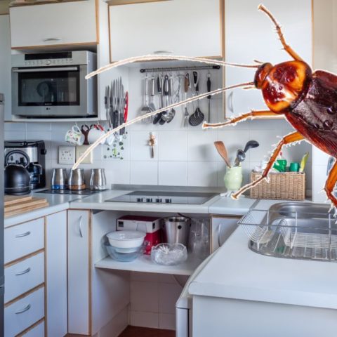 la razón por la que las cucarachas entran en tu cocina