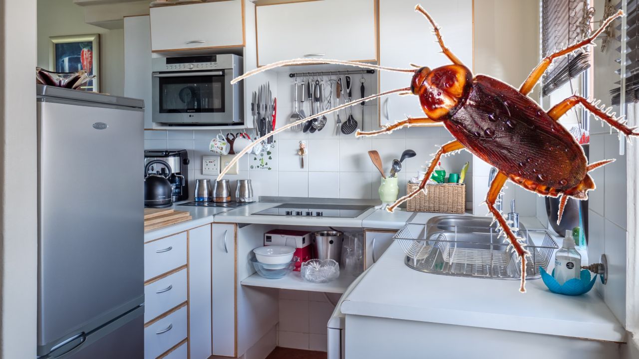 la razón por la que las cucarachas entran en tu cocina