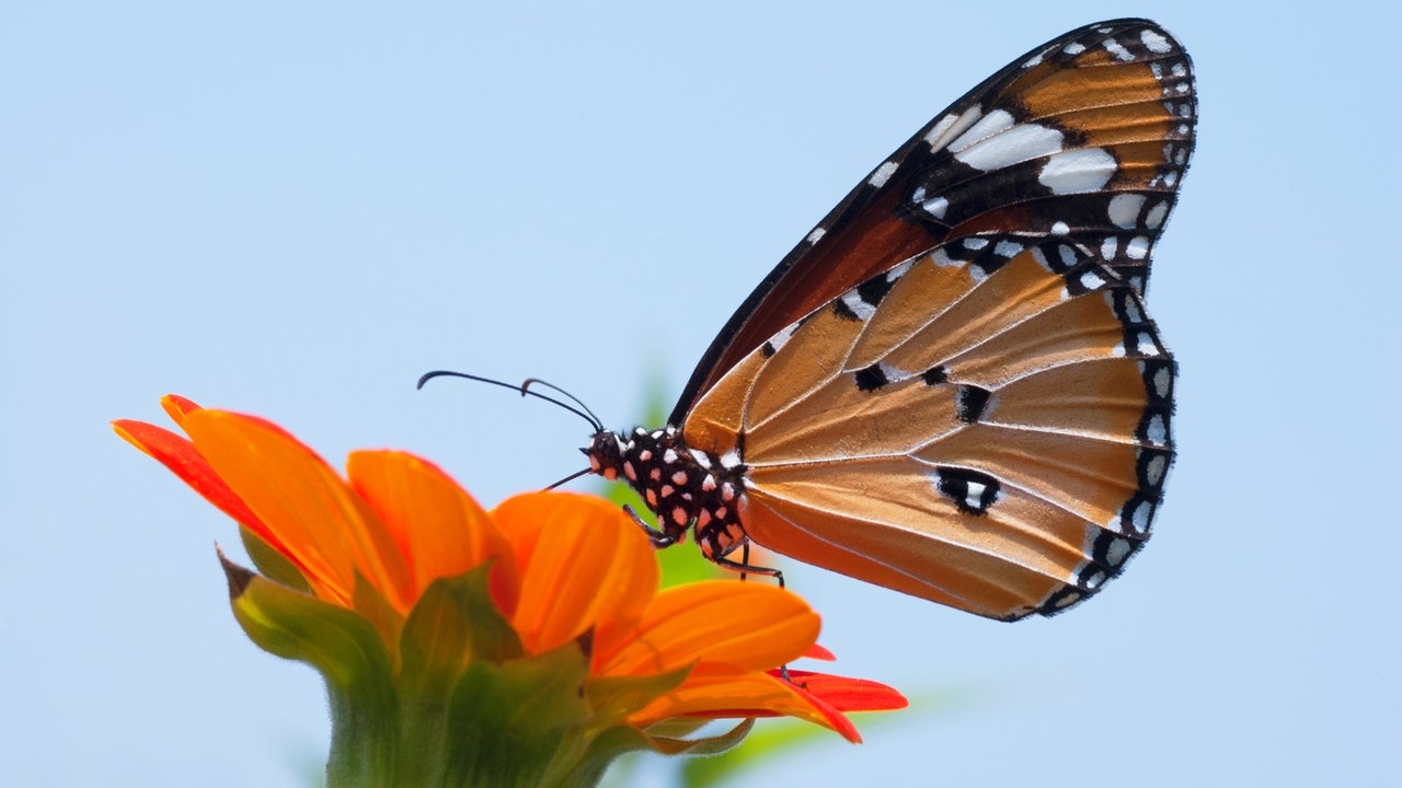 mariposas en el jardín