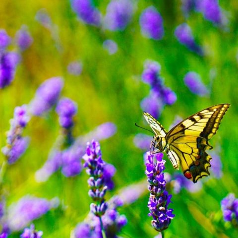 Llena tu jardin de mariposas