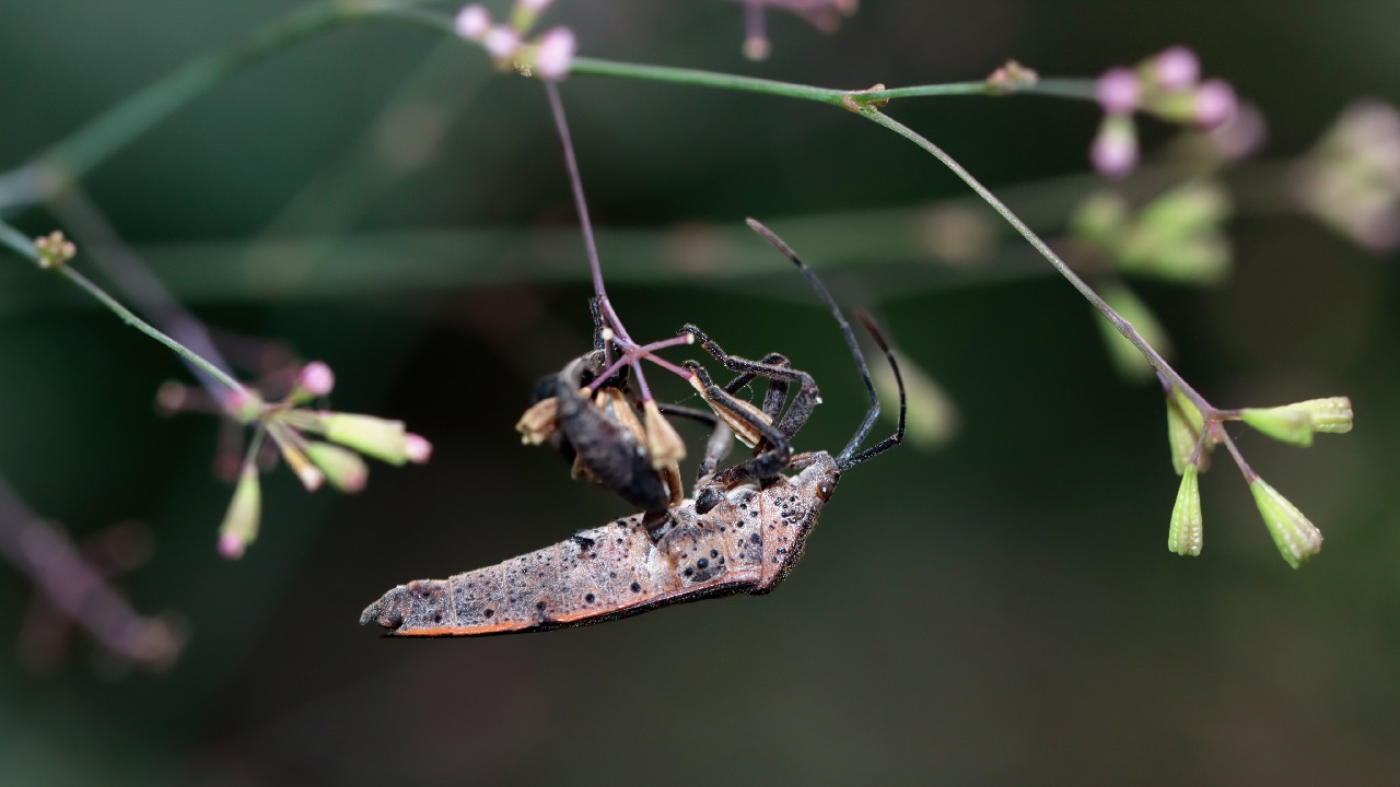 ingredientes insecticida para plantas