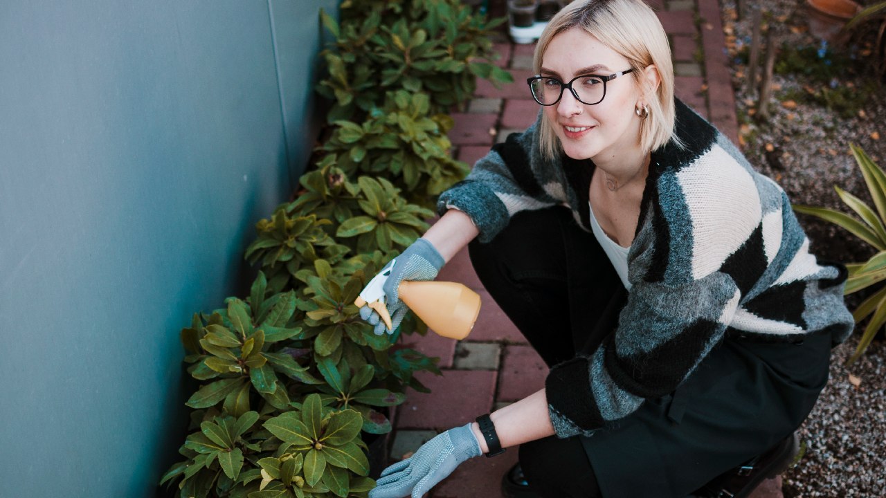 alimentos como insecticida plantas