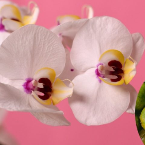 regar tus orquídeas