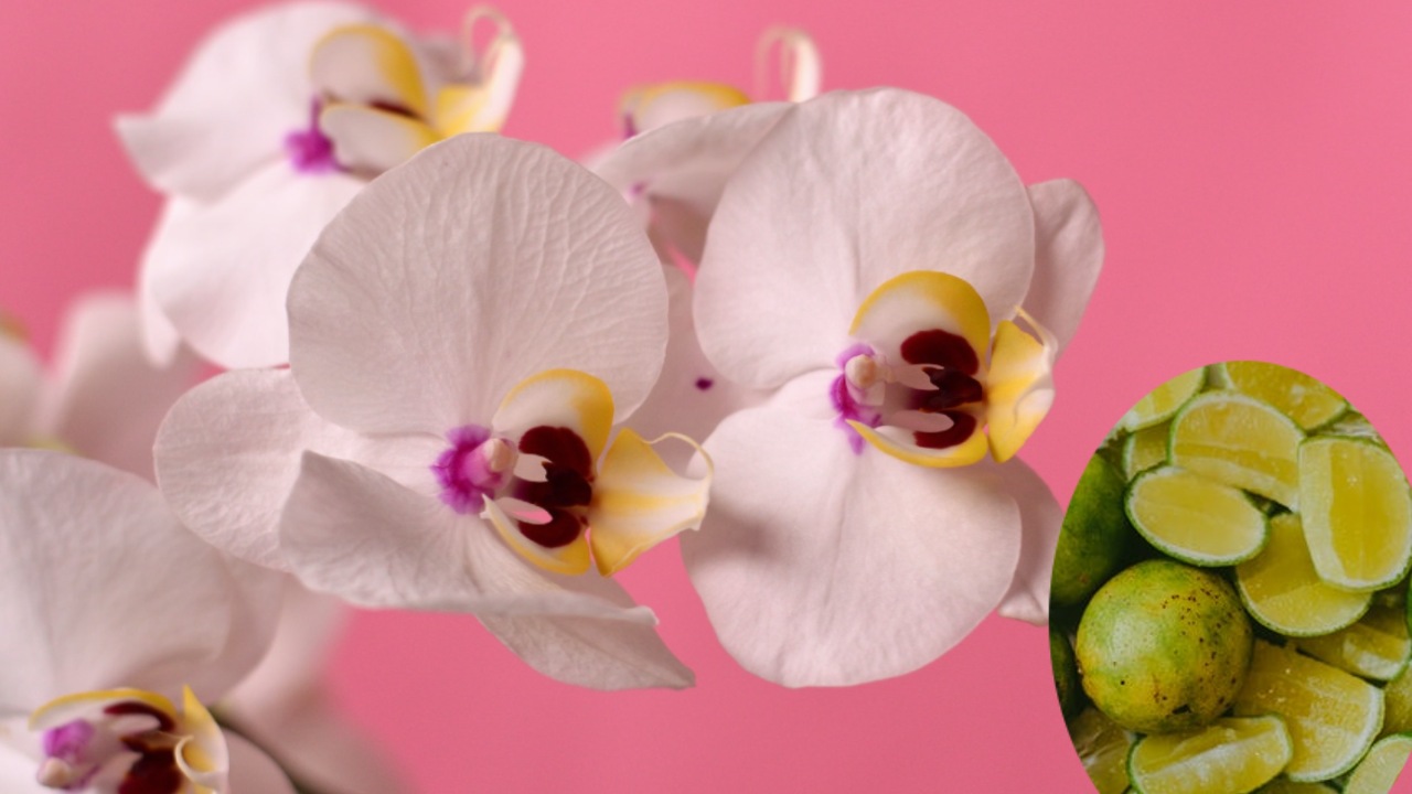 regar tus orquídeas