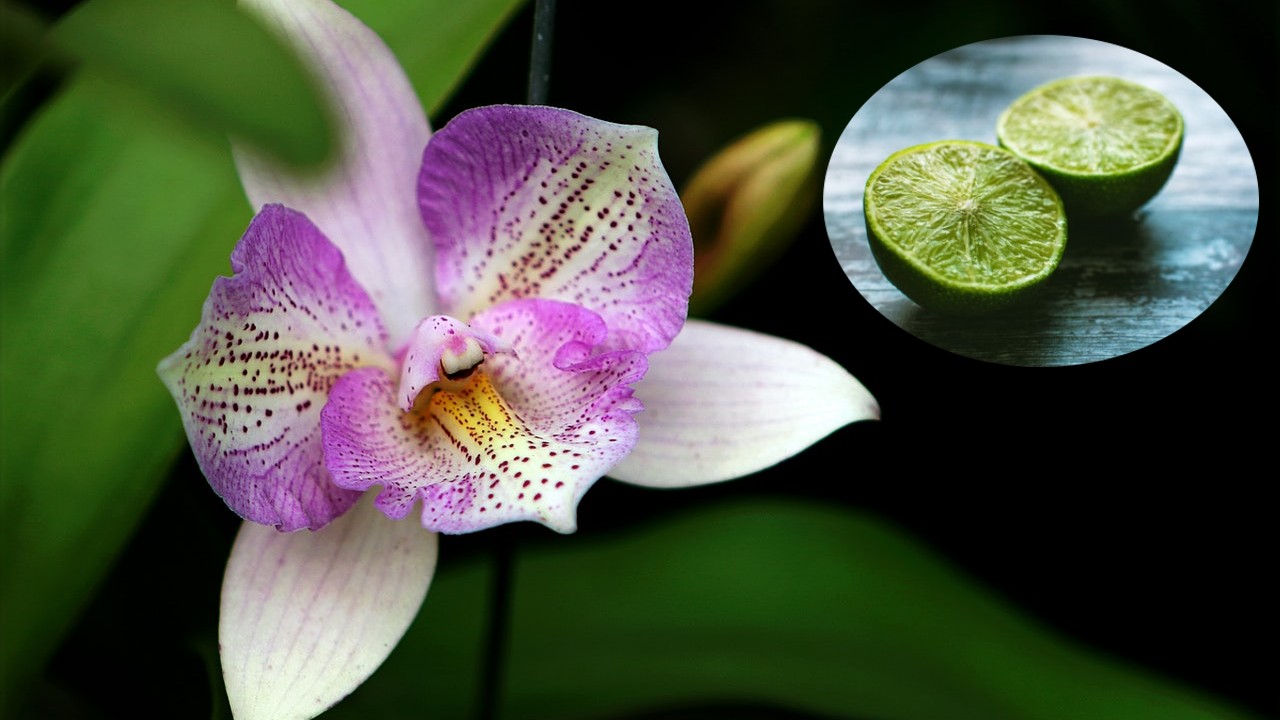 cada cuanto tiempo regar orquideas