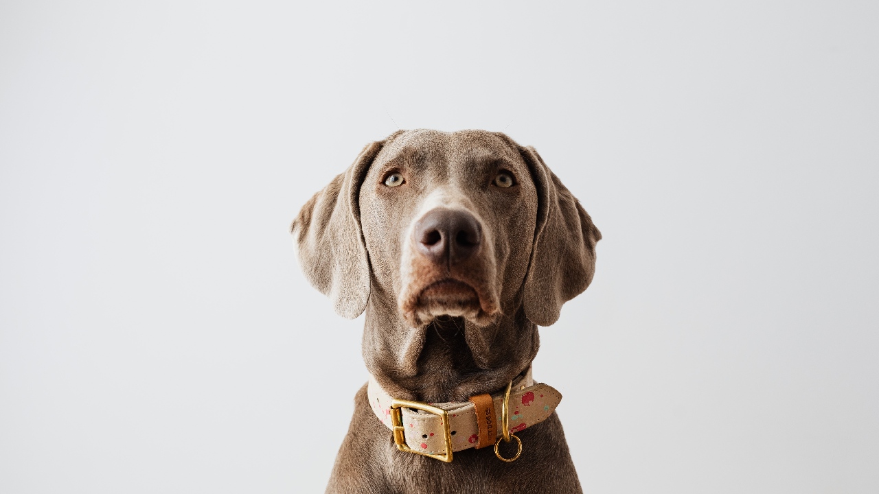 perros transmiten garrapatas a humanos