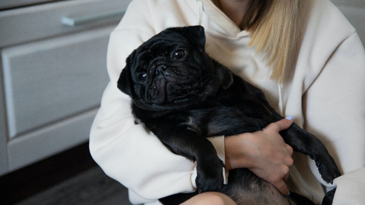 perros pegan garrapatas a humanos