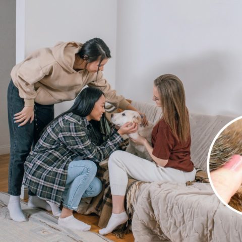 perros pueden transmitir garrapatas