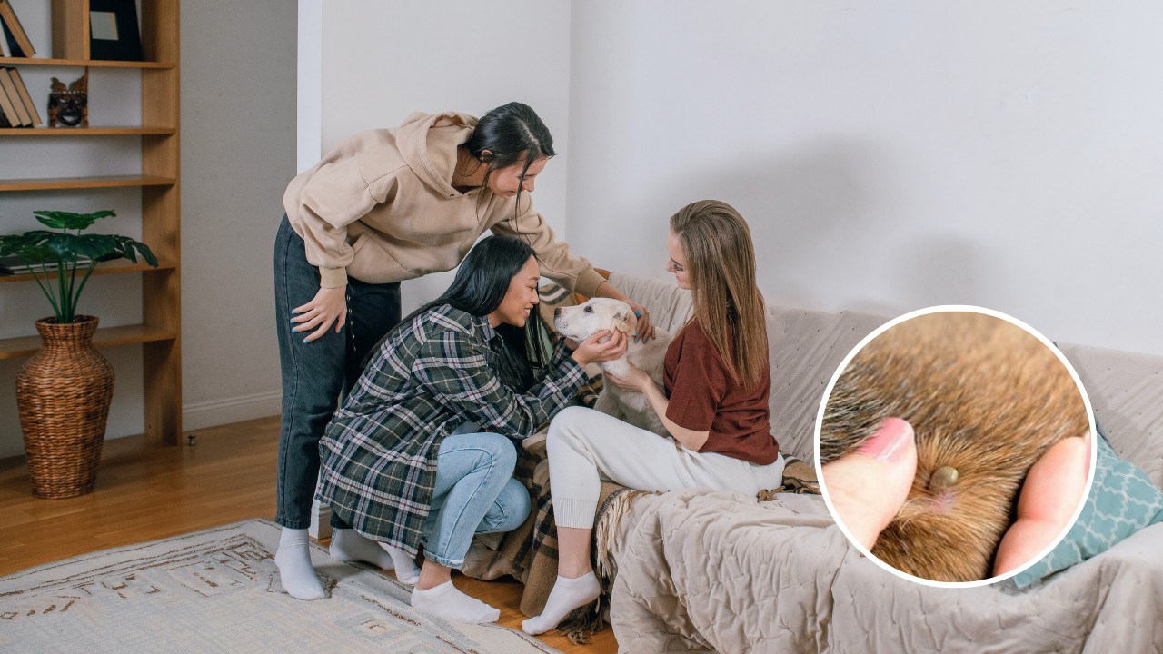 perros pueden transmitir garrapatas