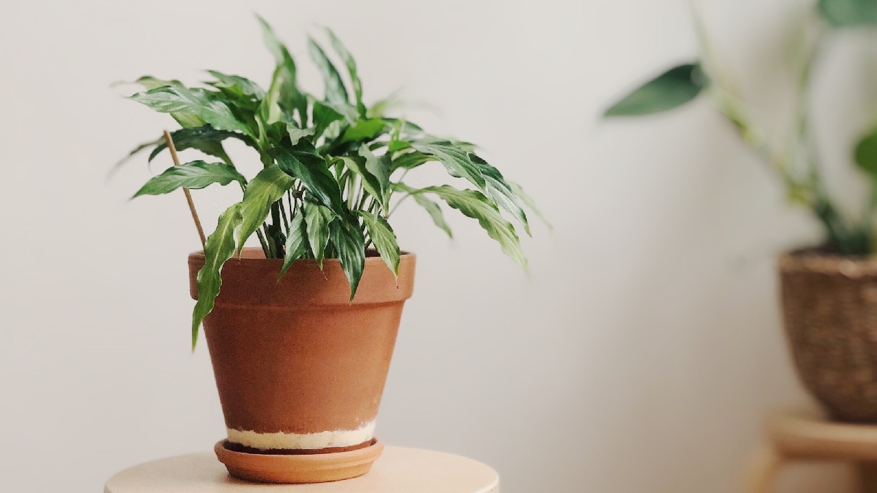 beneficios de tener plantas bebe