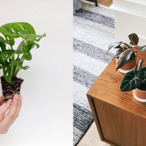 plantas bebe que son