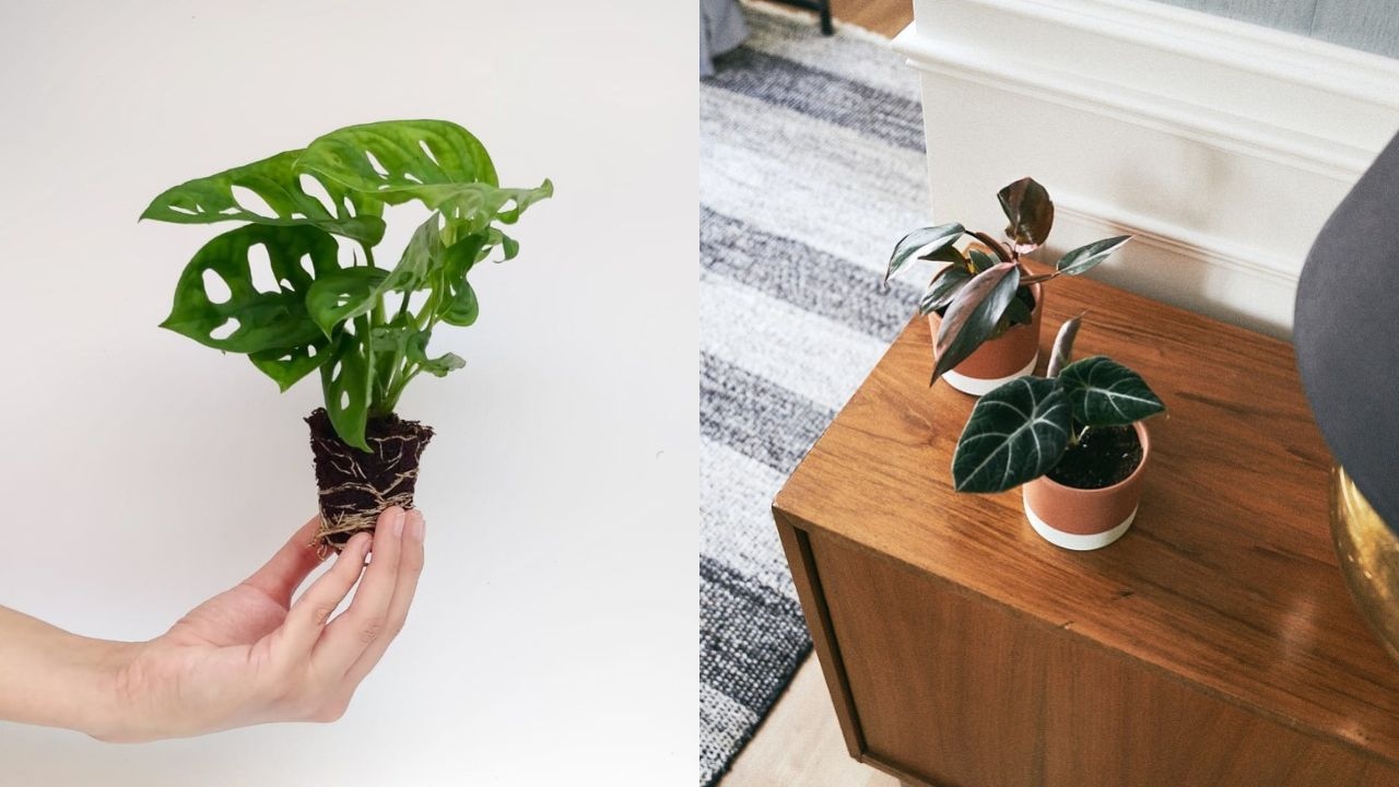 plantas bebe que son