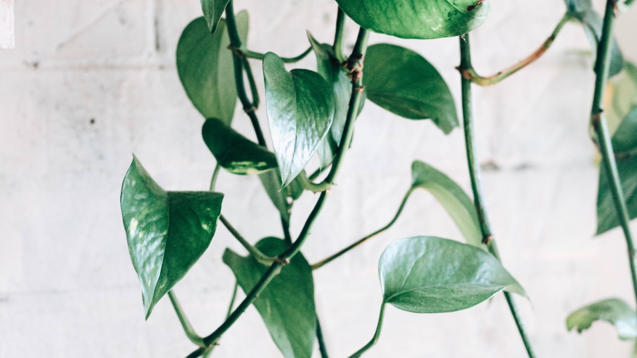 Plantas para atraer la abundancia