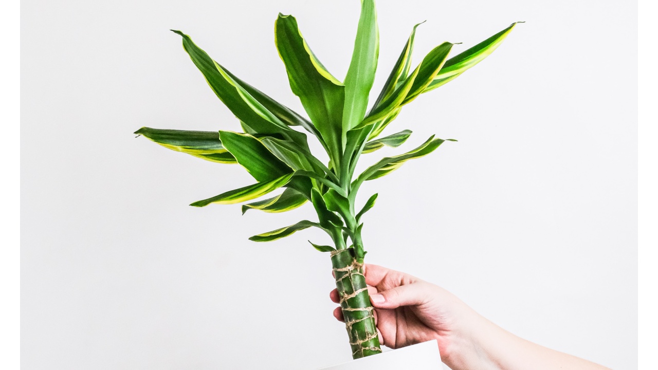 Plantas para atraer la abundancia
