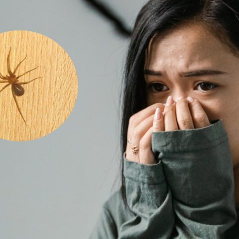 Por que cada vez hay mas insectos en CDMX y Edomex