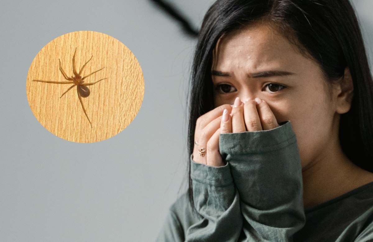 Por que cada vez hay mas insectos en CDMX y Edomex