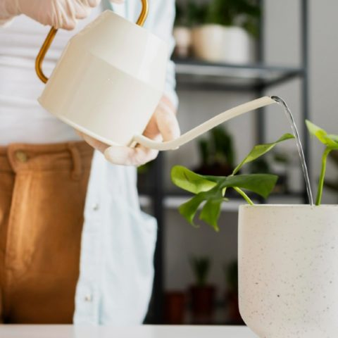 Por que se encharca la tierra de tu planta al regarla Se esta pudriendo 1