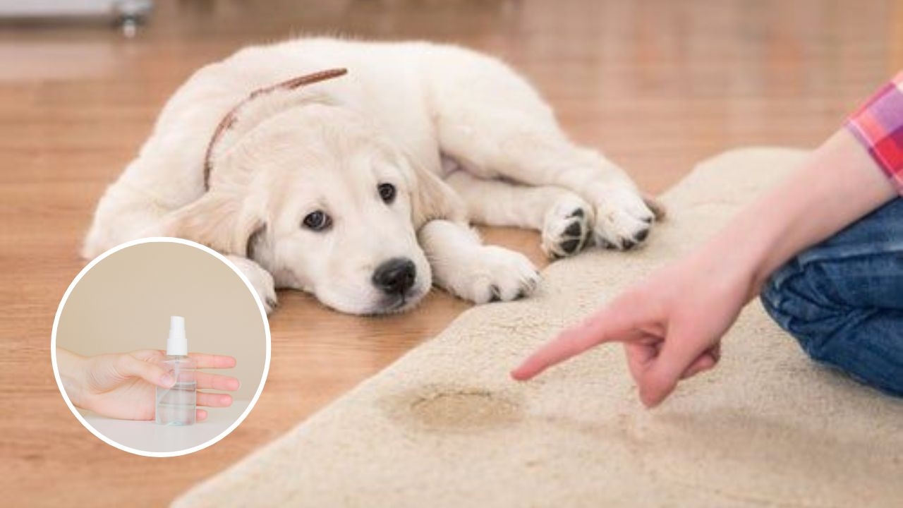 mezcla natural contra orines