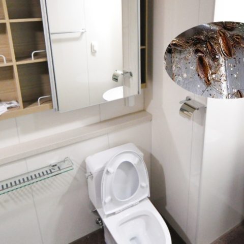 cuáles son los rincones favoritos de las cucarachas chiquitas para poner sus nidos