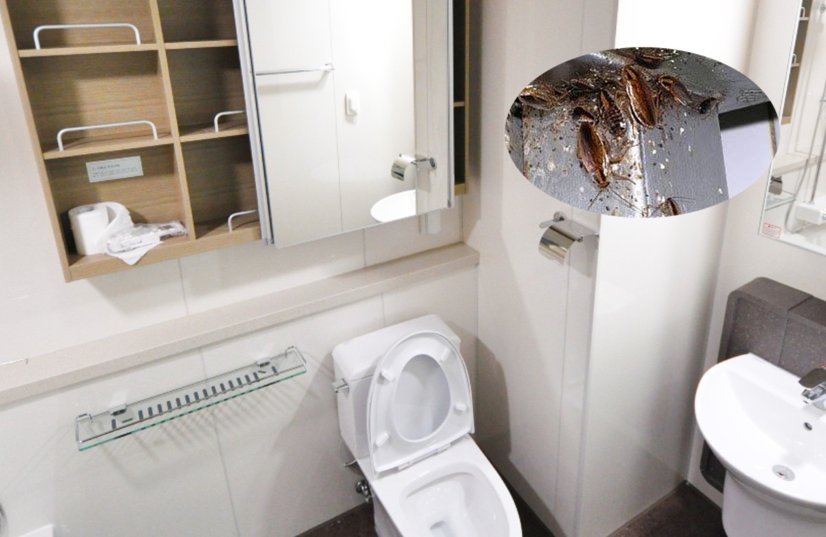 cuáles son los rincones favoritos de las cucarachas chiquitas para poner sus nidos