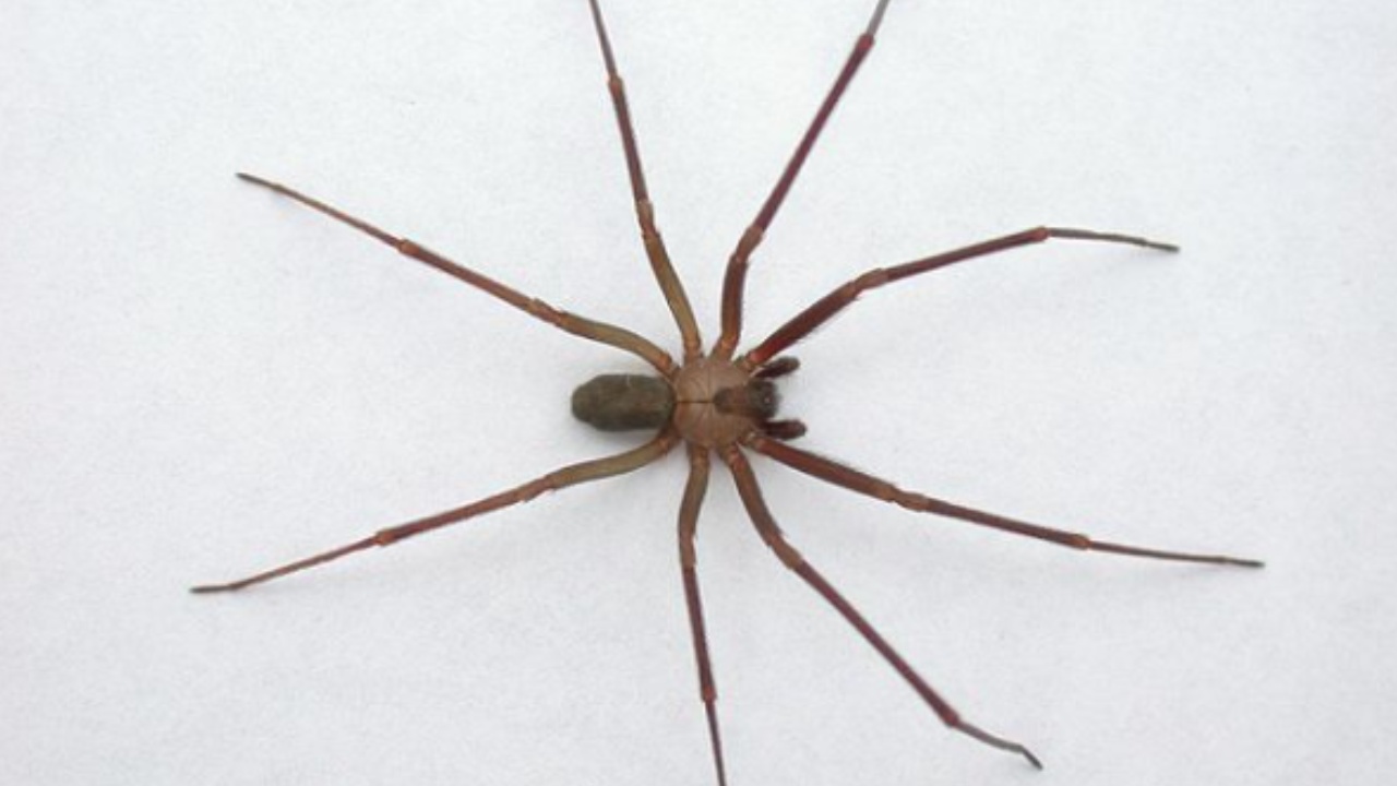 señales de araña violinista en tu casa